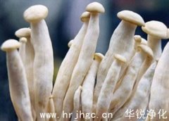 海鮮菇工廠(chǎng)化栽培模式